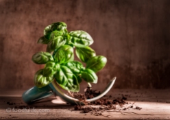 Basil with broken cup
