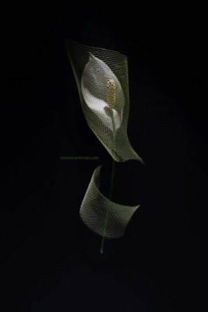 Spathiphyllum-flower-with-net